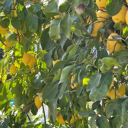 빌라 Flore